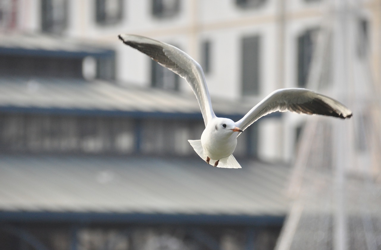 seagull  bird  city free photo