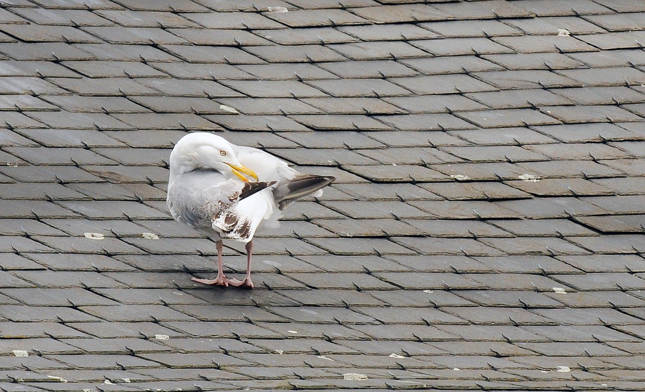 seagull  roof  tiles free photo