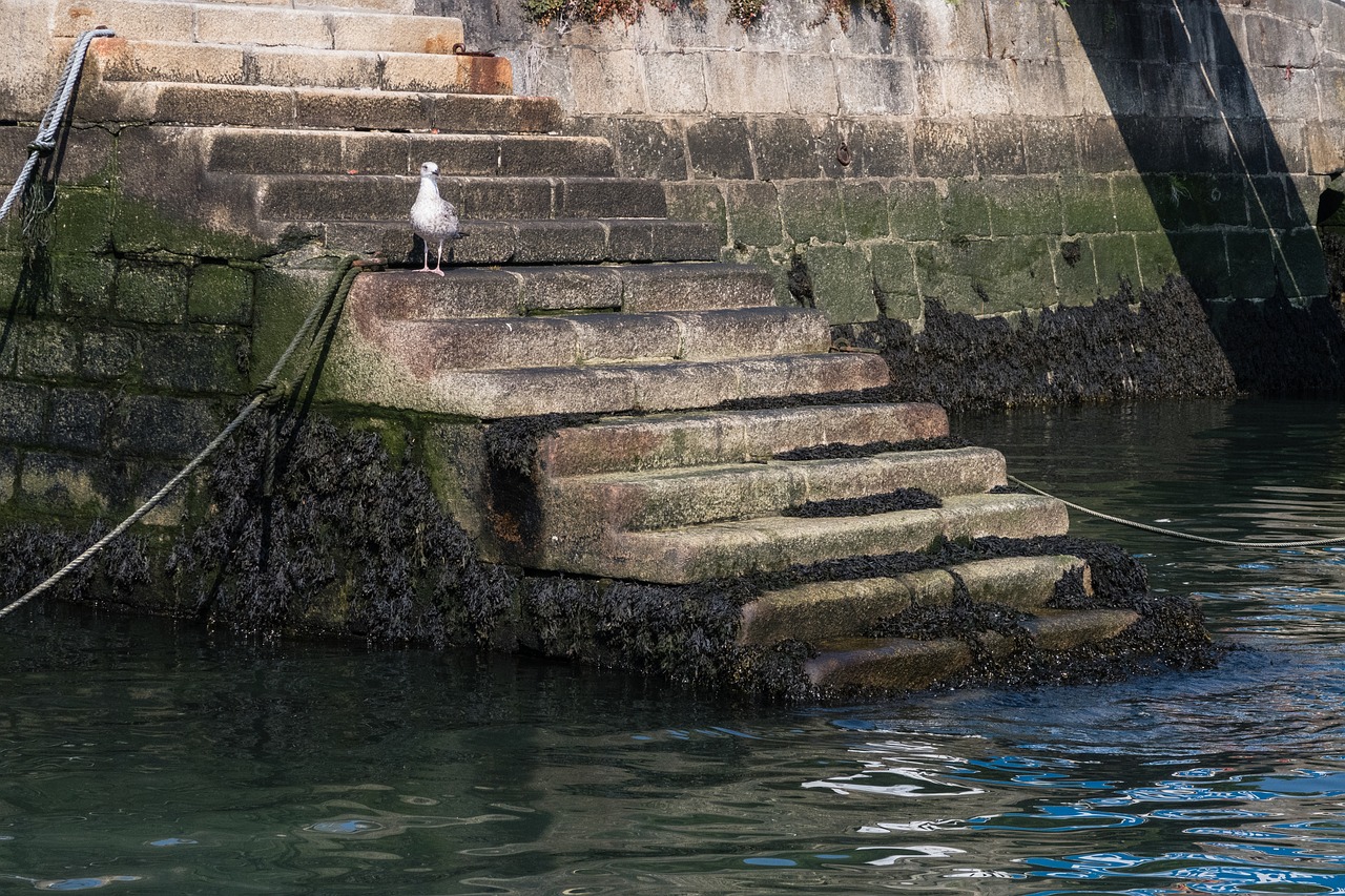 seagull  harbor  stairs free photo