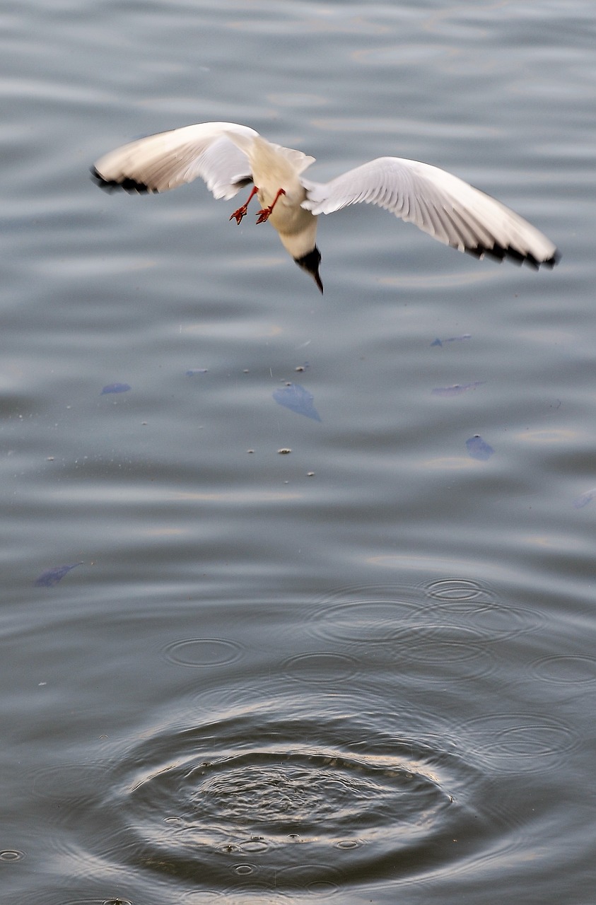 seagull  fishing  flight free photo