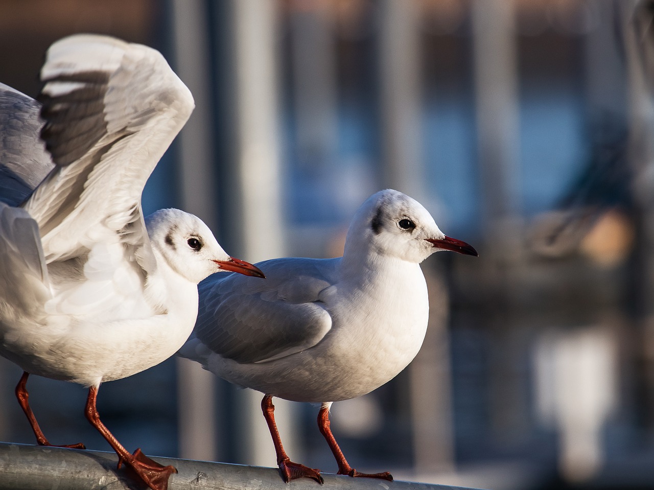 seagull  bird  animal free photo