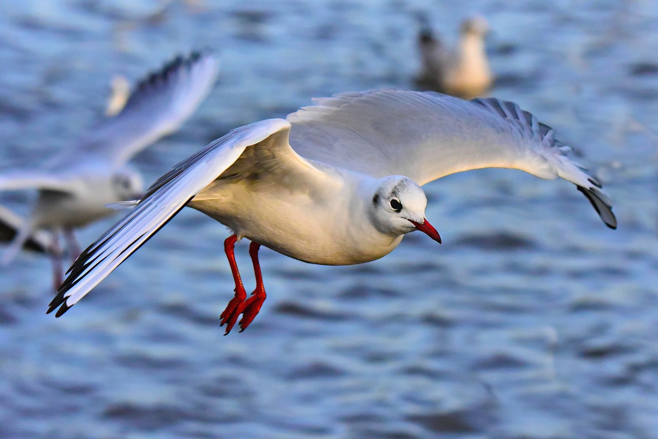 seagull  gull  seabird free photo