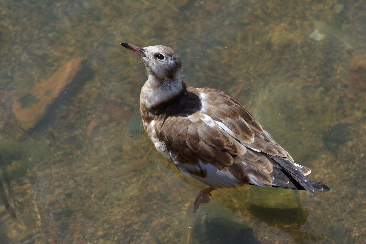 seagull  young  nature free photo