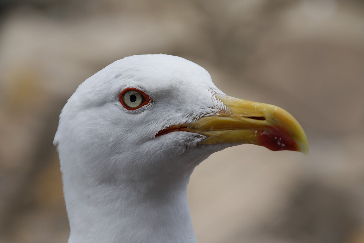 seagull  bird  nature free photo