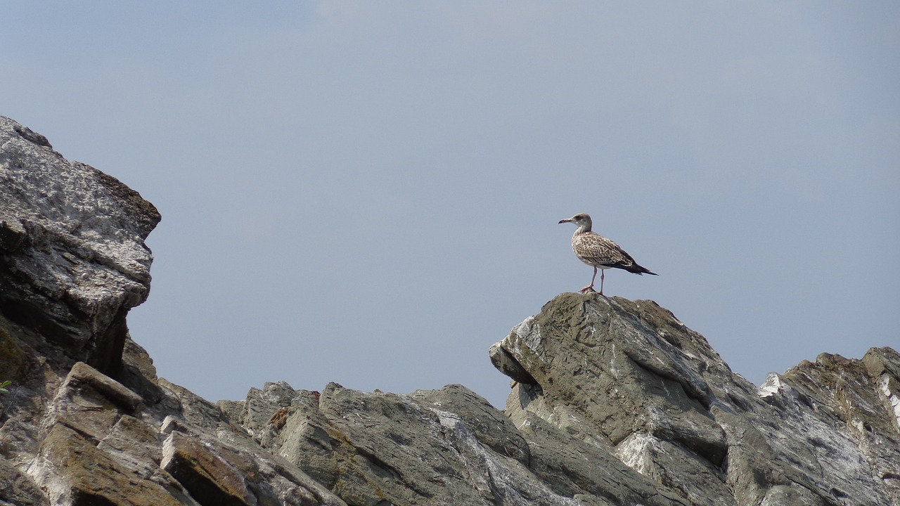 seagull  mountain  sky free photo