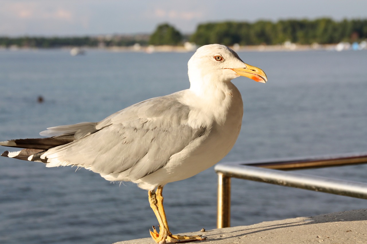 seagull  bird  sea free photo