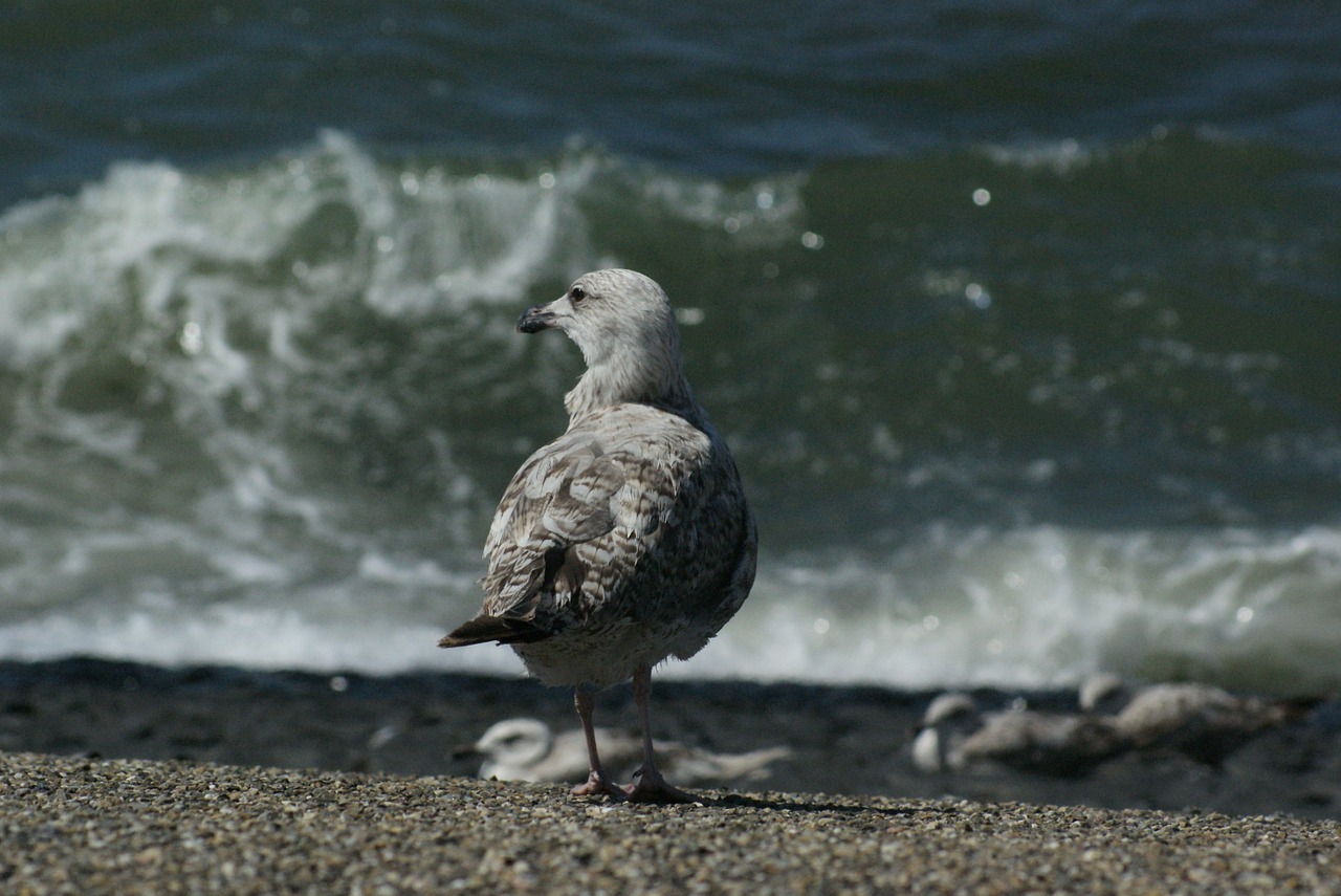 seagull bird sea free photo