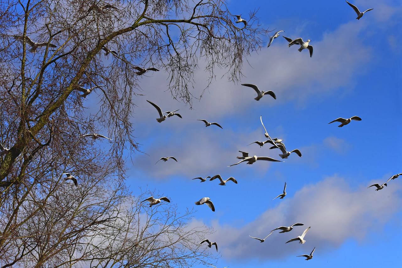 seagull  bird  flying free photo