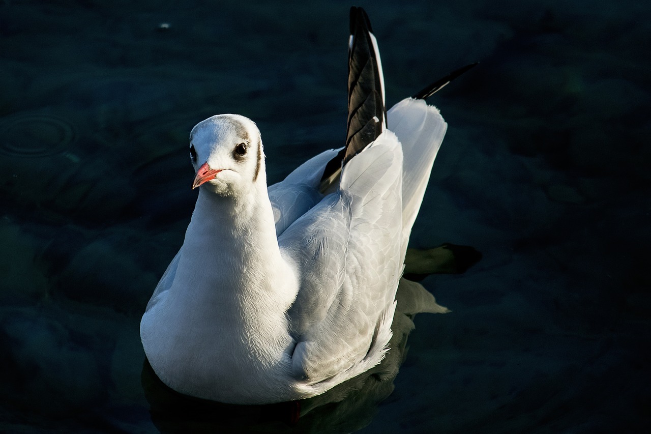 seagull  bird  animal free photo