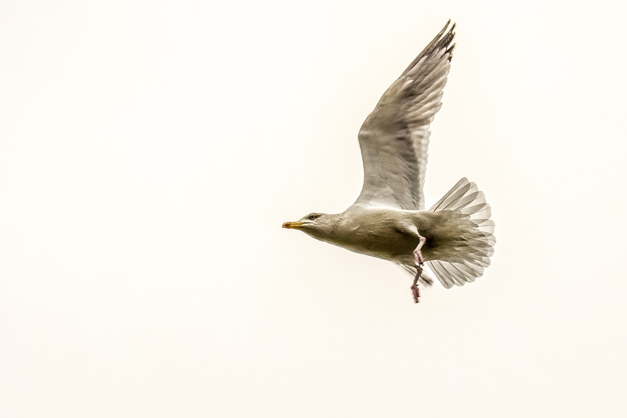 seagull  bird  animal free photo