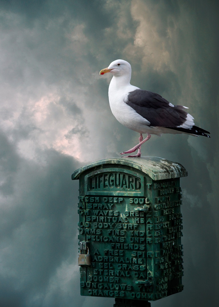 seagull  bird  sky free photo