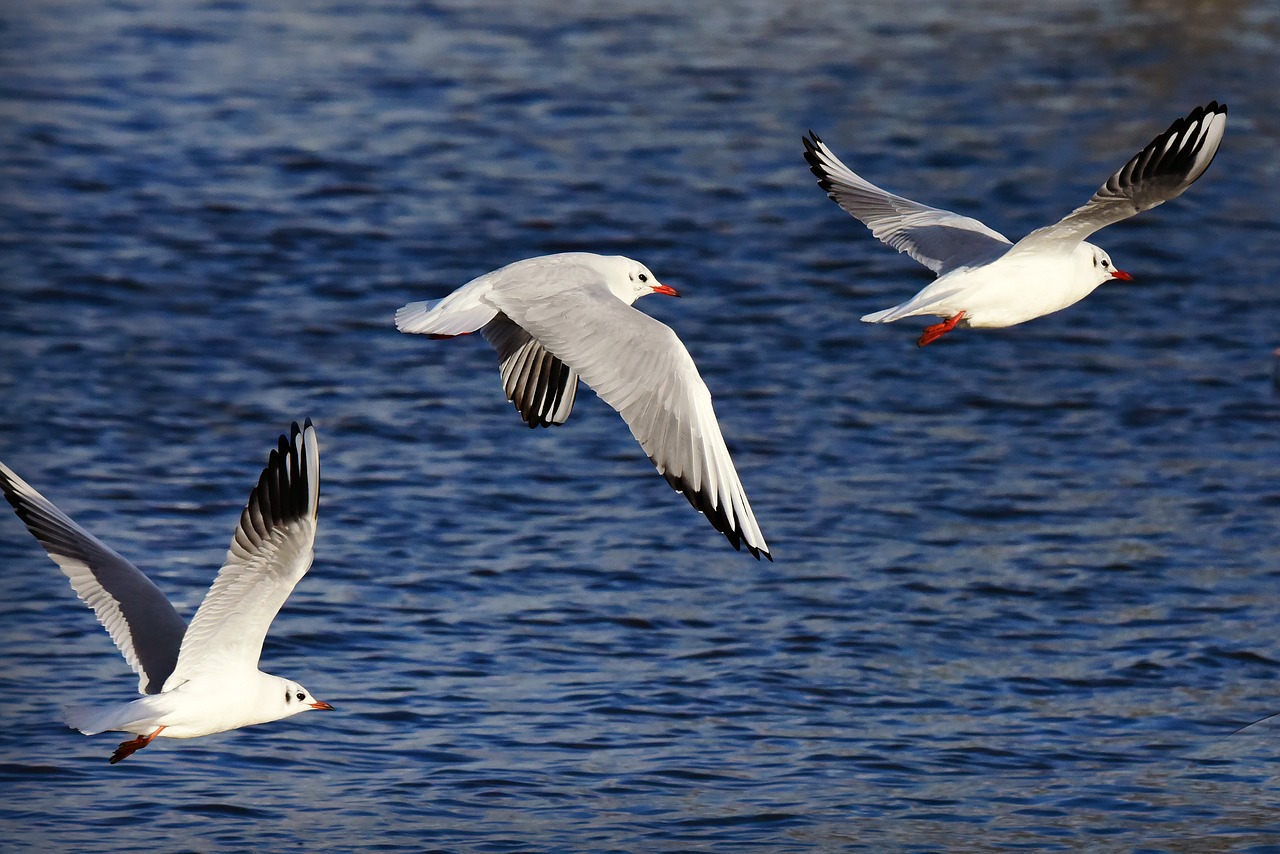 seagull  gull  bird free photo