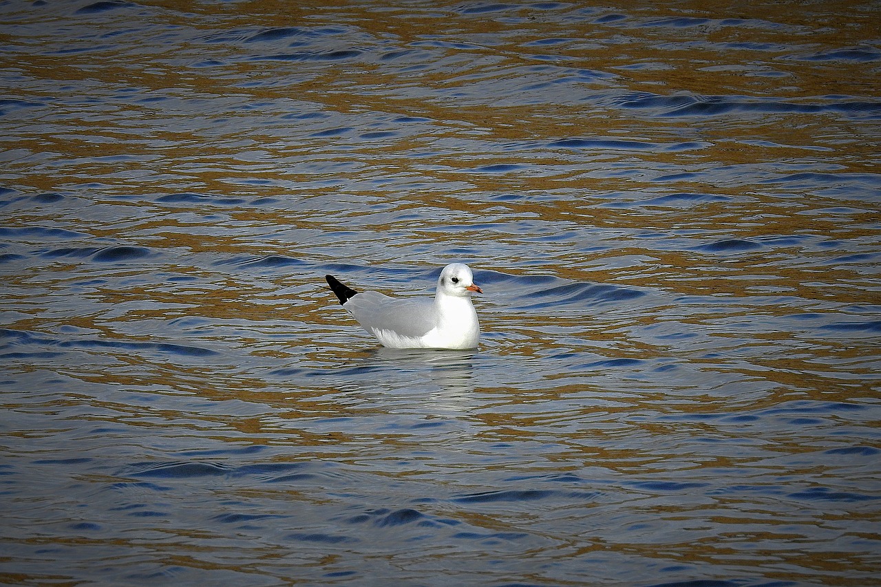 seagull  water  river free photo