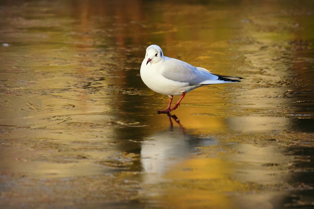 seagull  gull  bird free photo