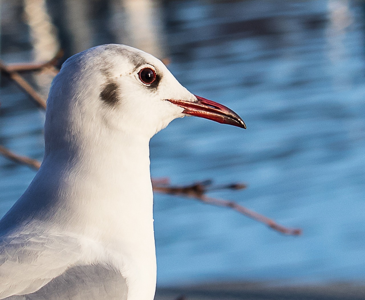 seagull  bird  animal free photo