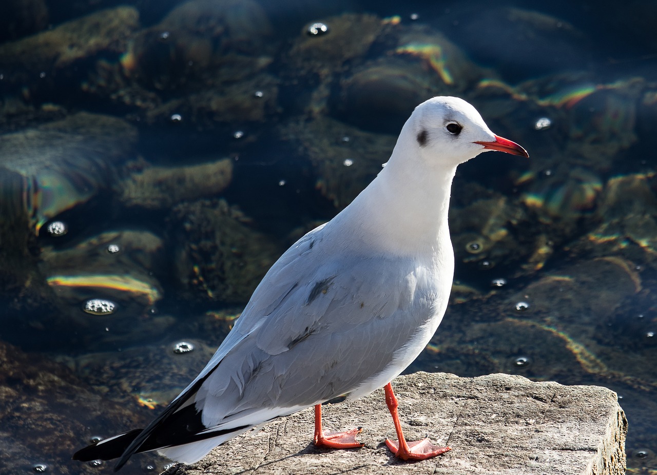 seagull  bird  animal free photo