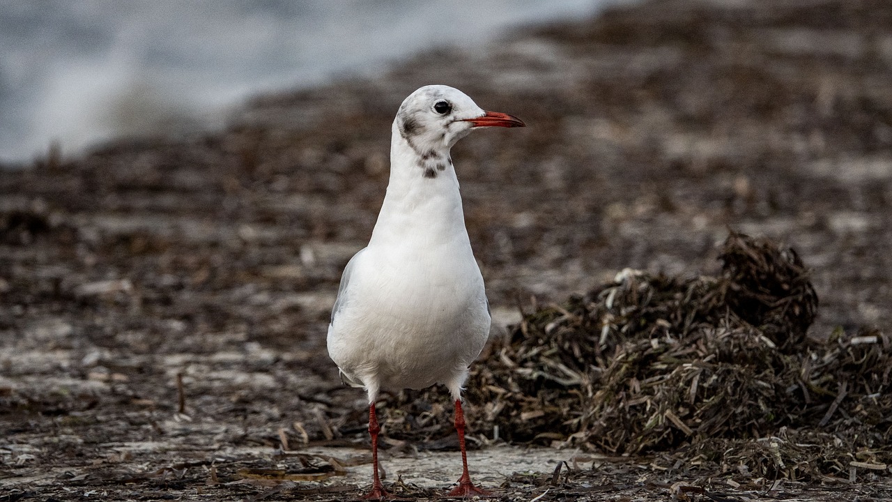 seagull  morning  sea free photo