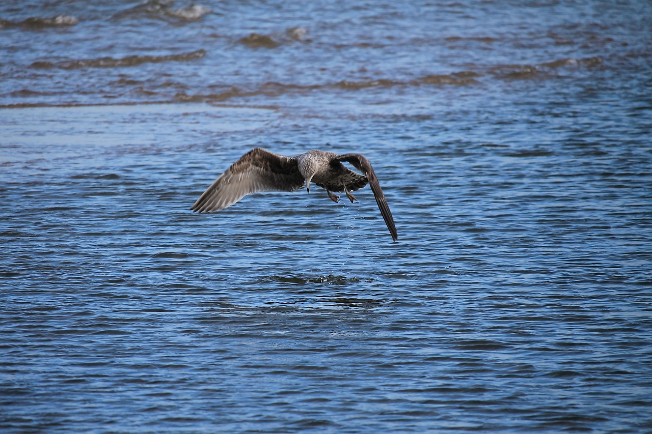 seagull  bird  water bird free photo