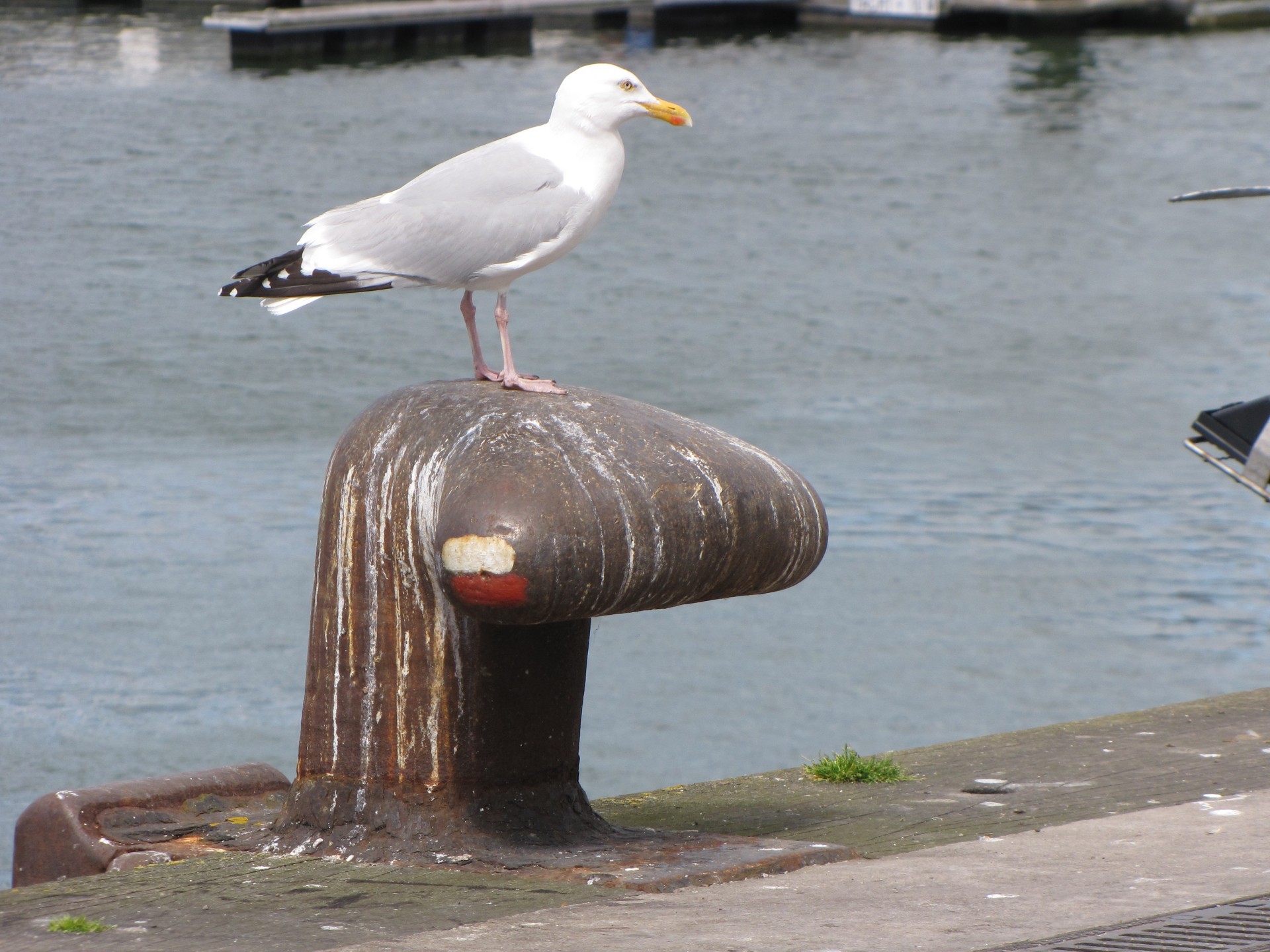 seagull bird sea free photo