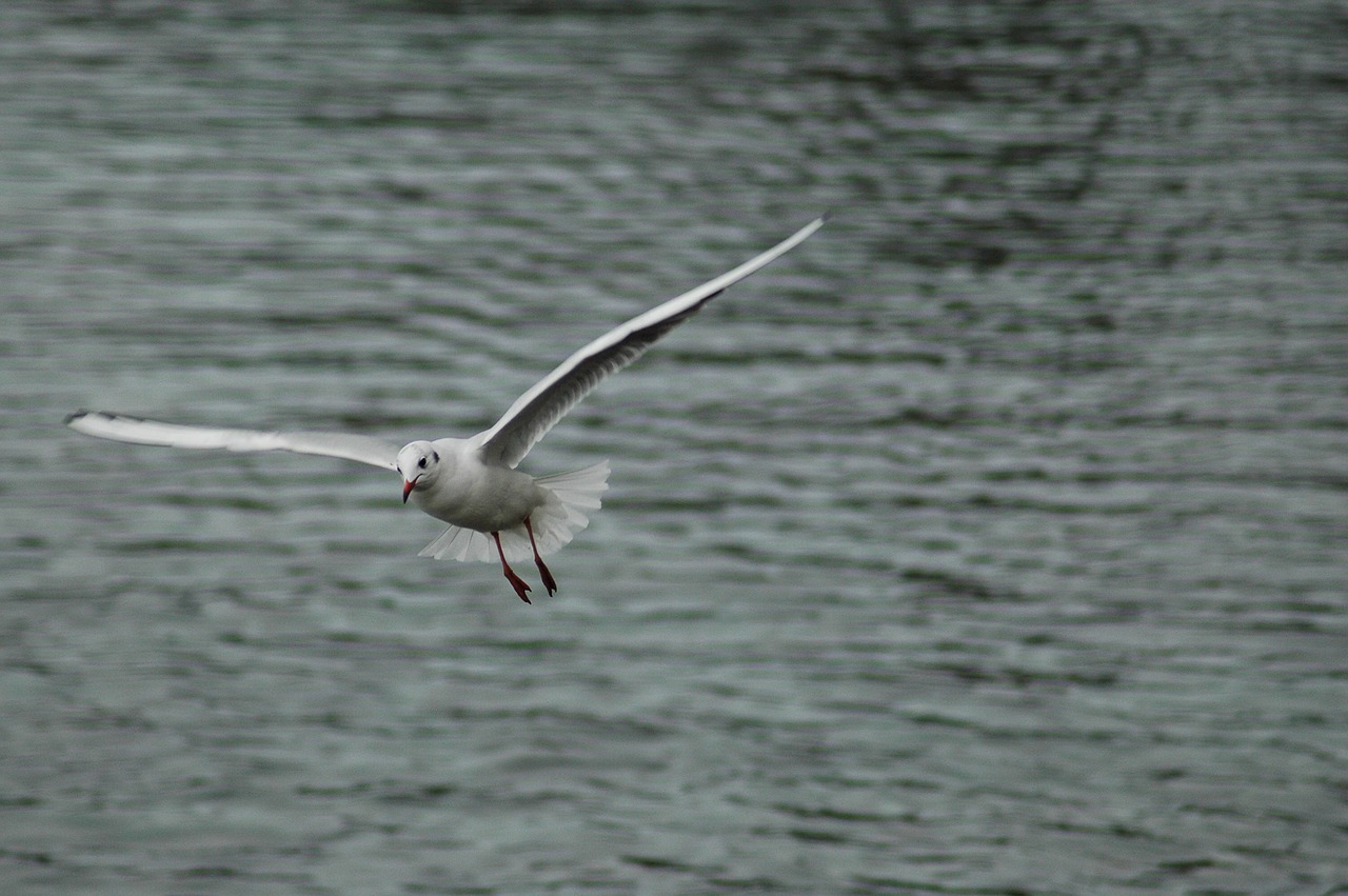 seagull  birds  lake léman free photo