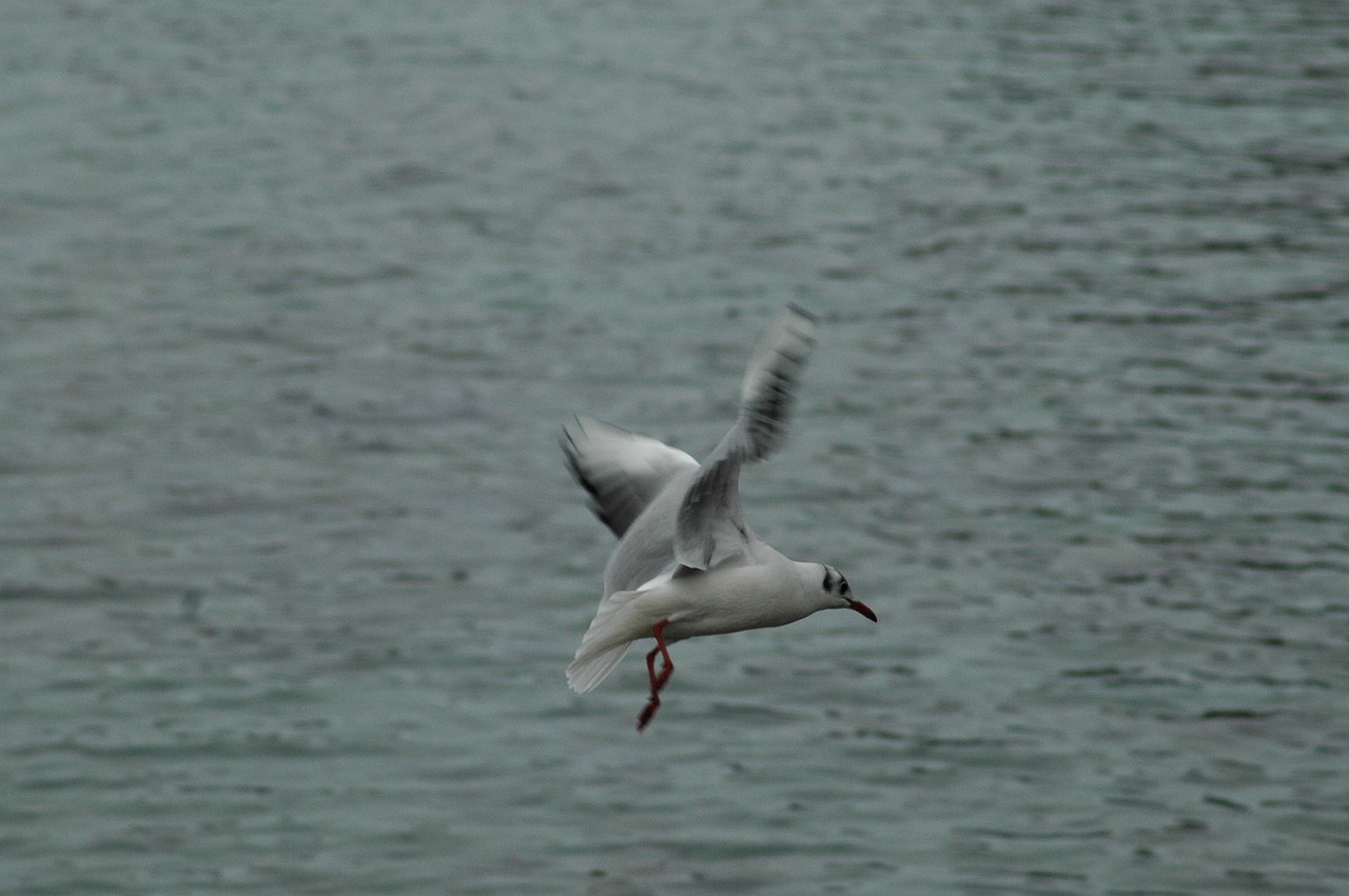seagull  birds  lake léman free photo