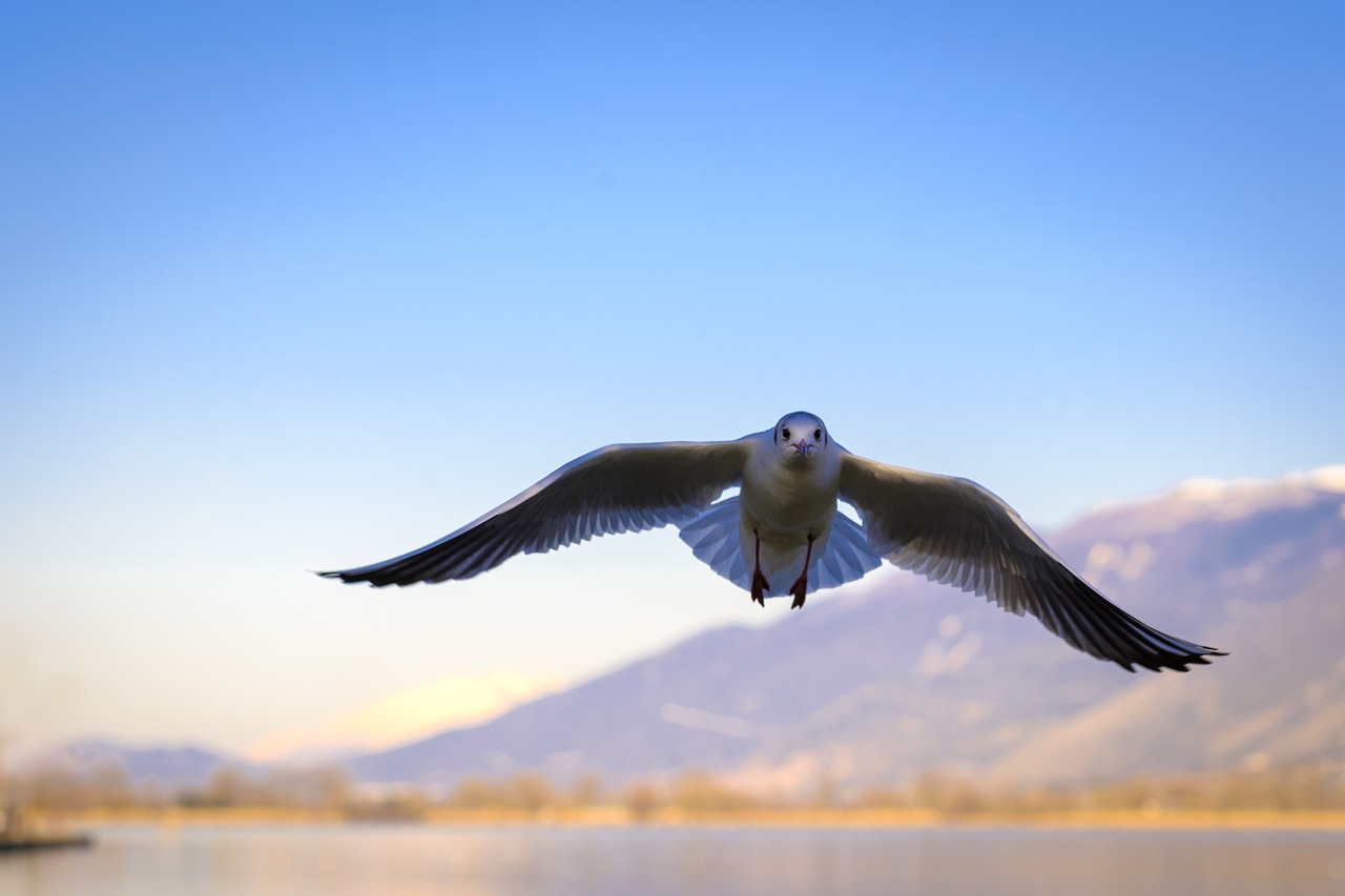 seagull  bird  i'm flying free photo