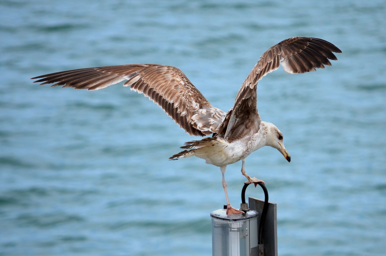 seagull sea water free photo