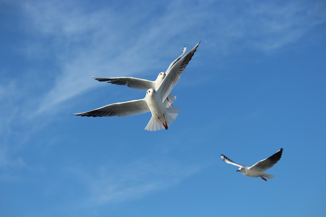 seagull  gulls  bird free photo