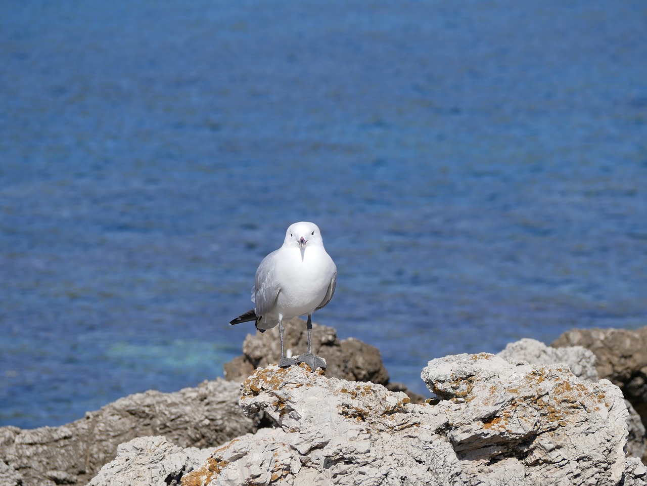 seagull  sea  mediterranean free photo