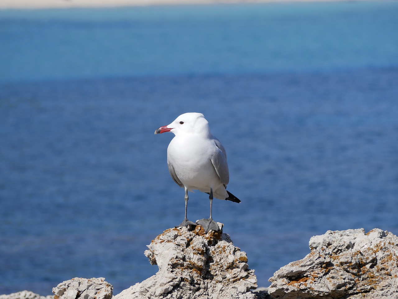seagull  sea  mediterranean free photo