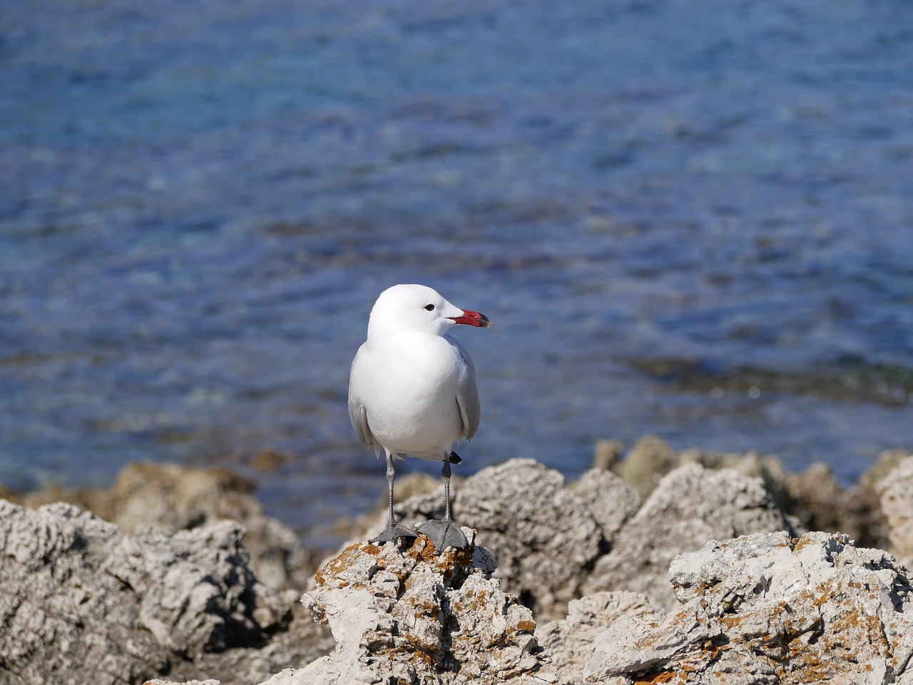 seagull  sea  mediterranean free photo