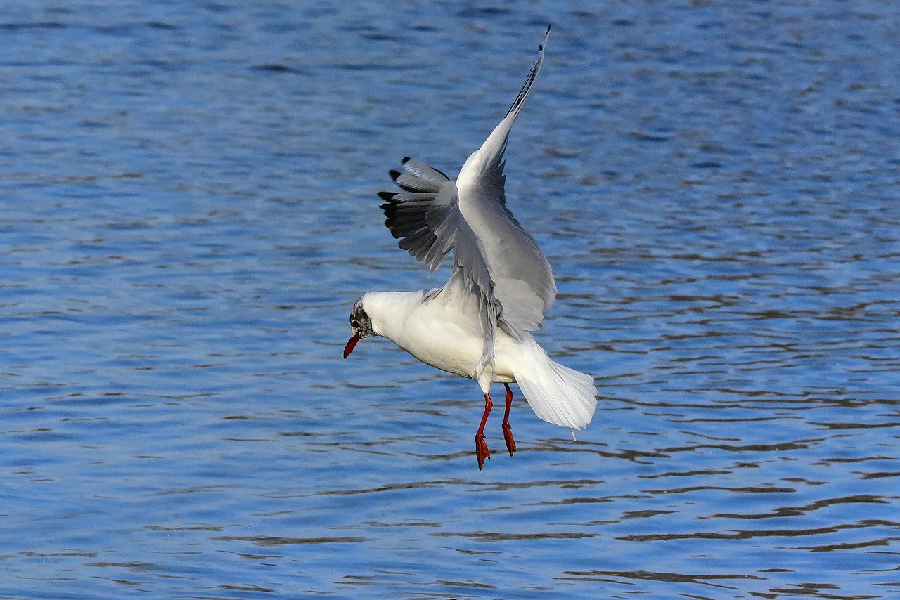 seagull  gull  bird sea bird free photo