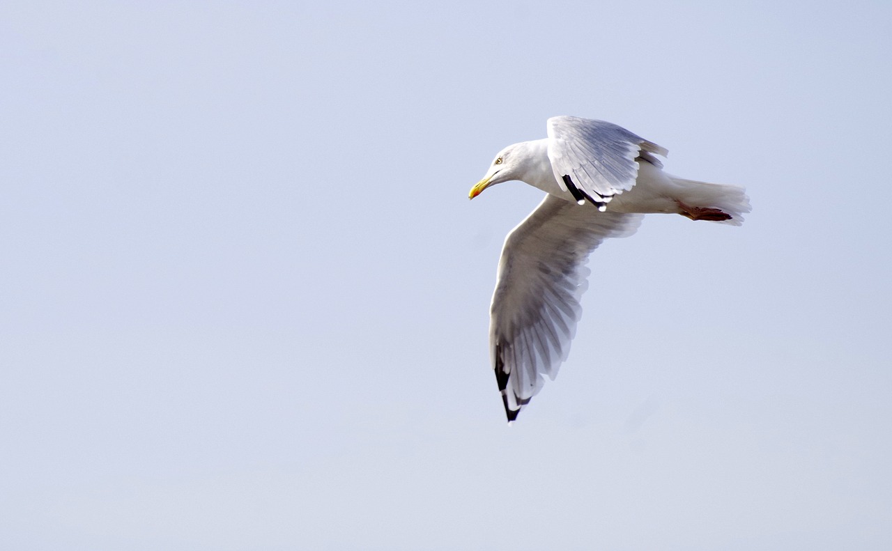 seagull  flying  bird free photo