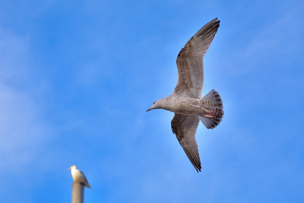 seagull  bird  nature free photo