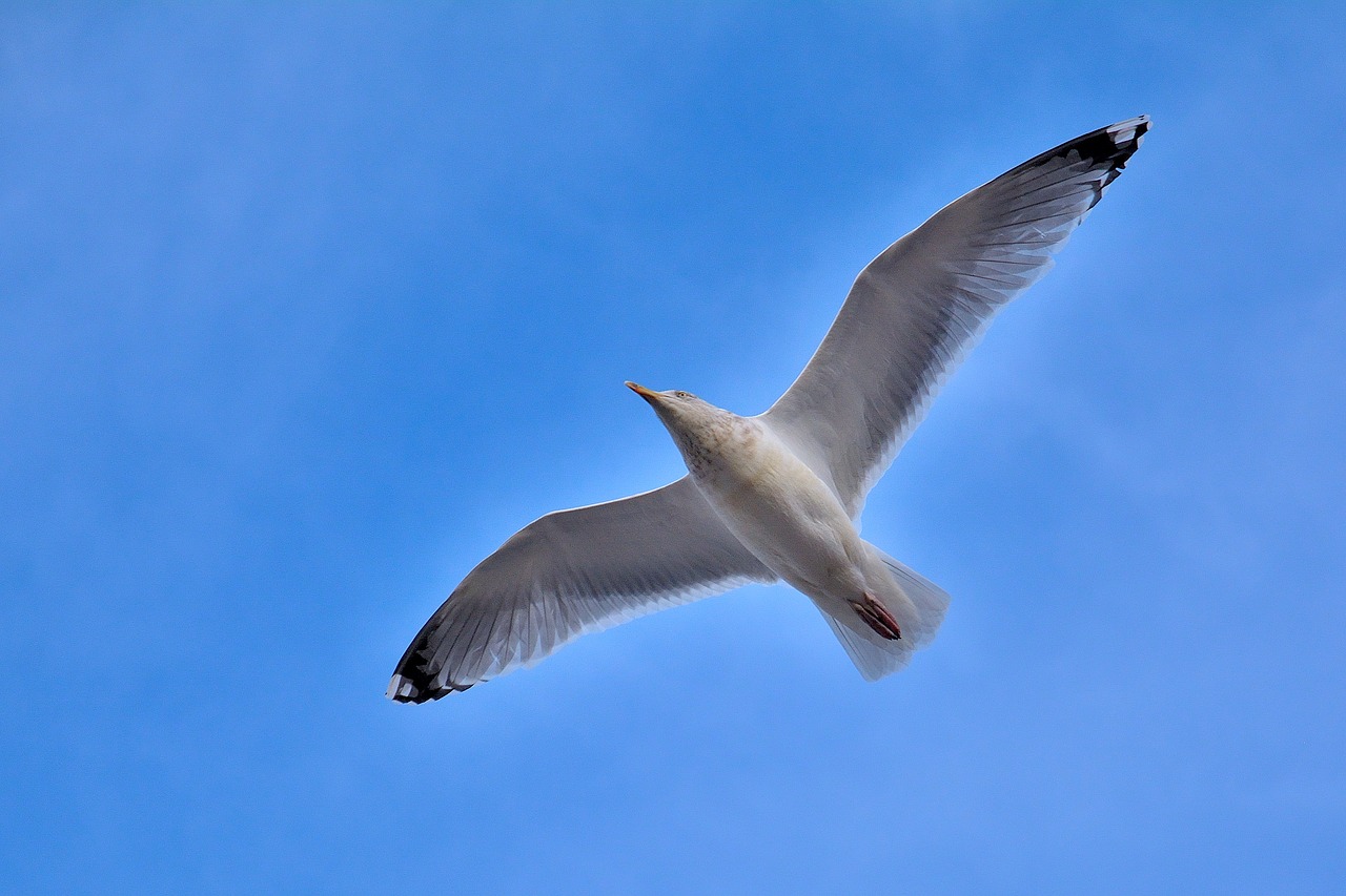 seagull  bird  nature free photo