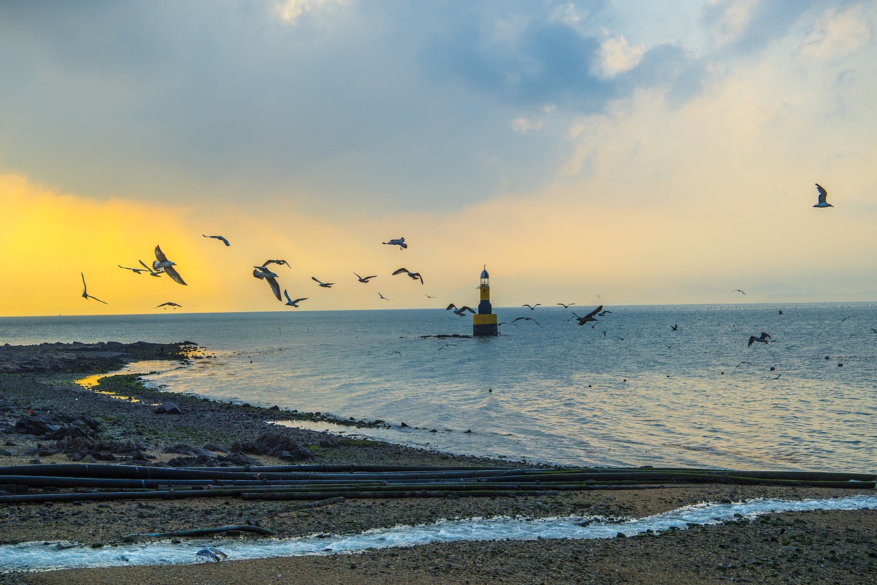 seagull  lighthouse  sea free photo