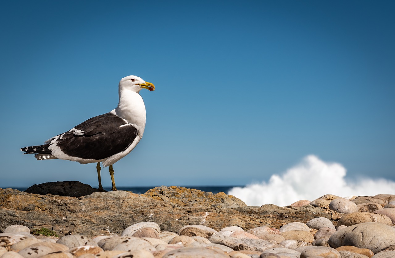 seagull  coast  surf free photo