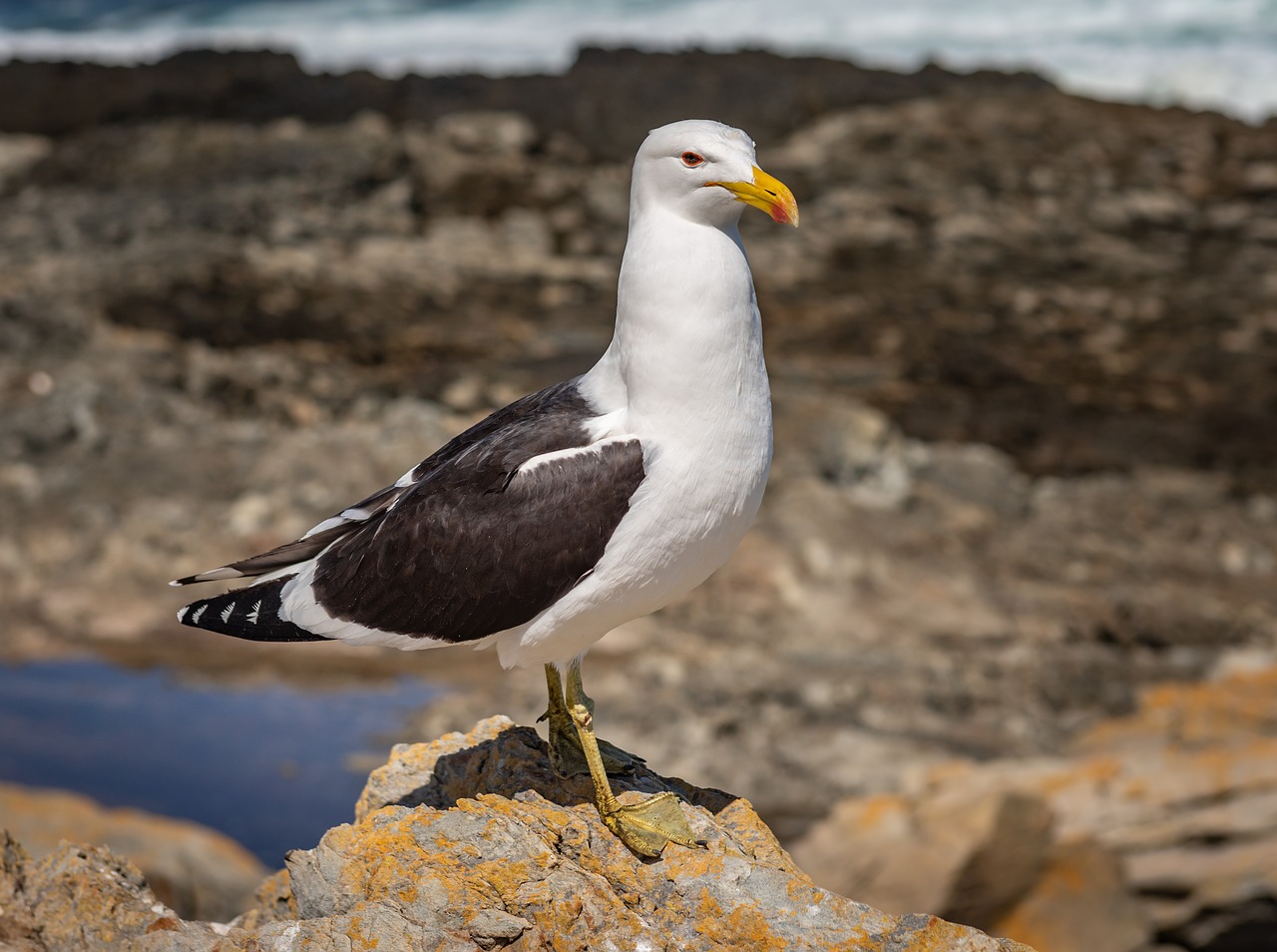 seagull  coast  surf free photo