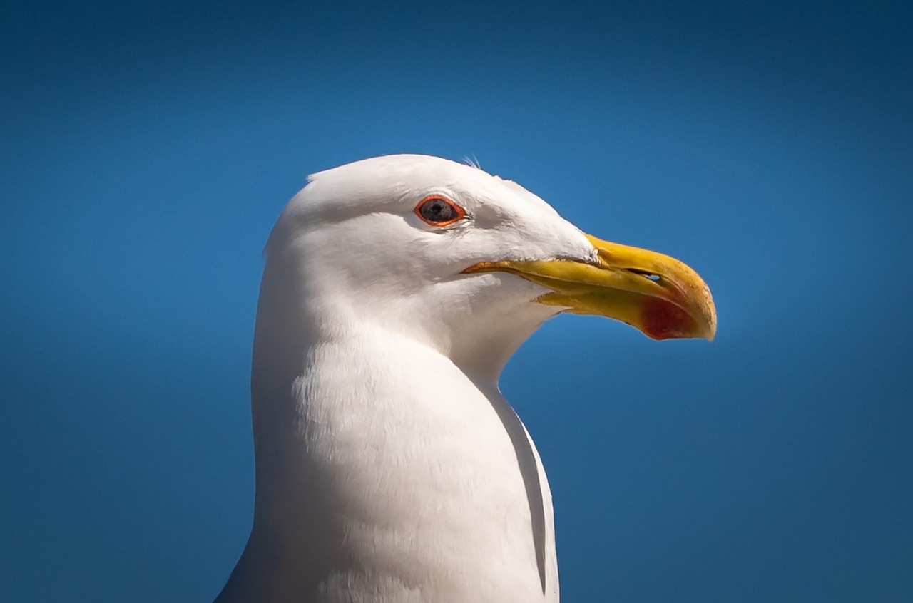 seagull  bill  blue free photo