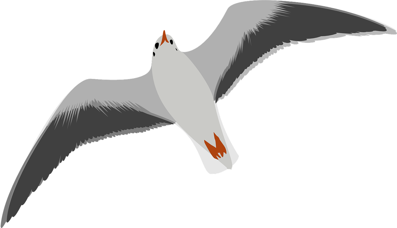 seagull bird flying free photo
