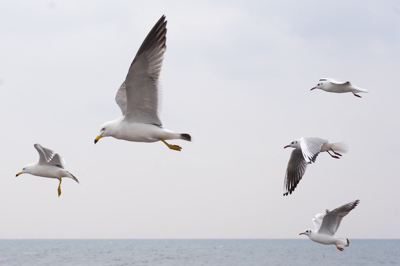 seagull  sea  birds free photo