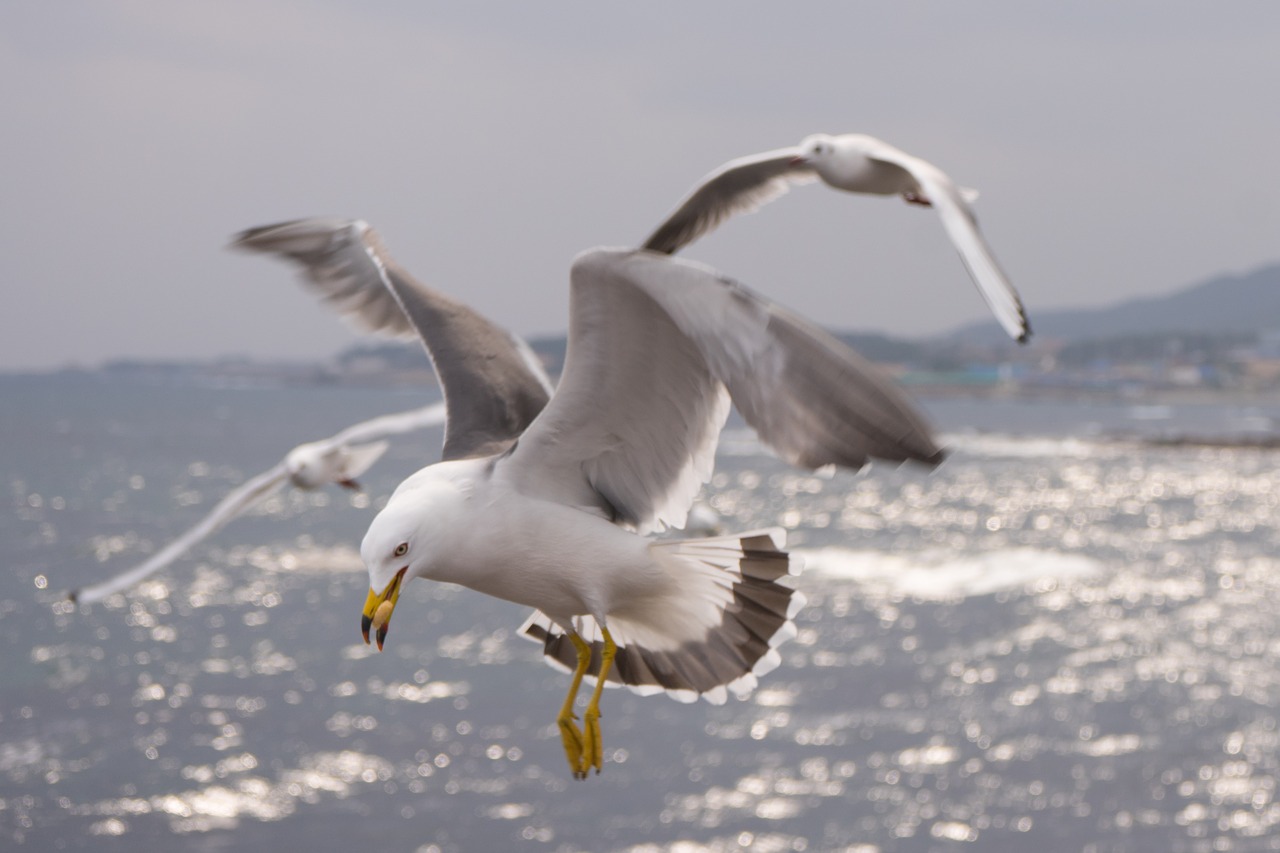 seagull  wing  new free photo