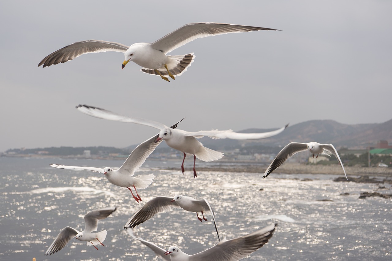 seagull  sea  birds free photo