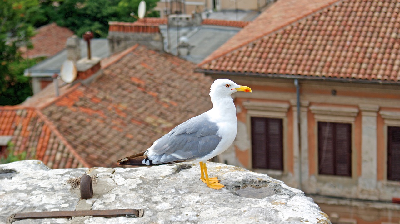 seagull  croatia  bird free photo