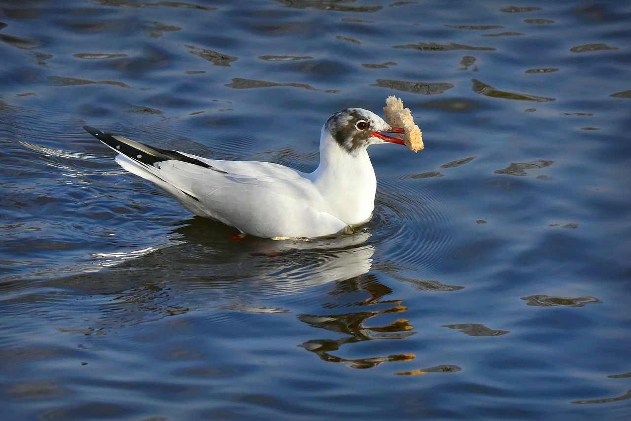 seagull  seabird  bird free photo