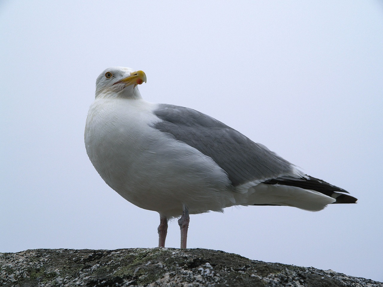 seagull  peggy's cove  ns free photo