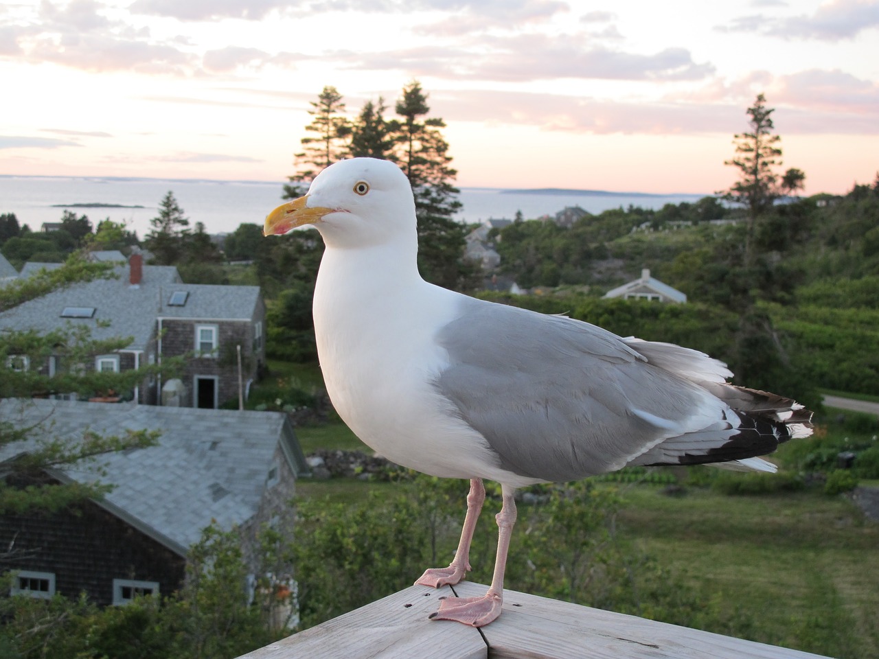 seagull  island  cottage free photo