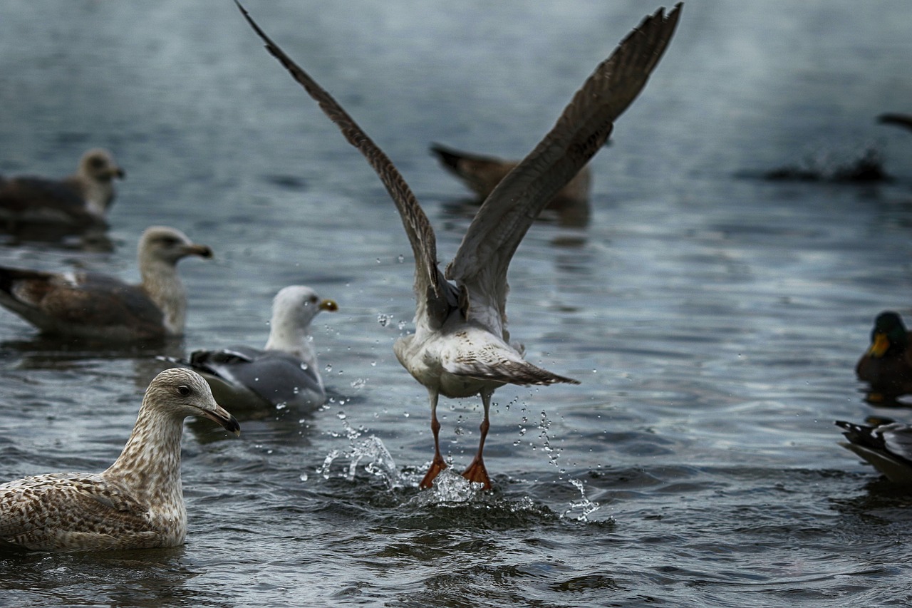 seagull  birds  wildlife free photo