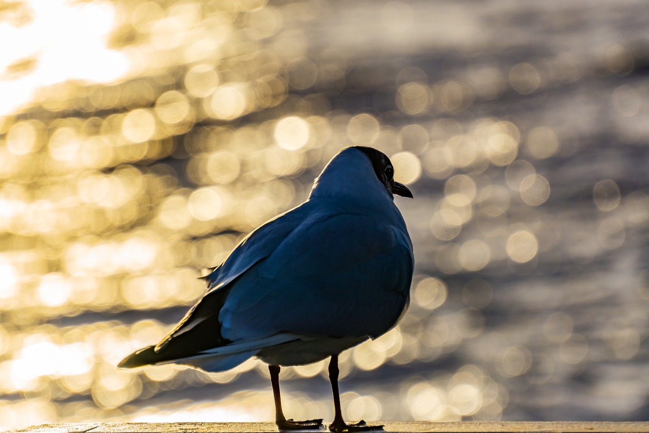 seagull  hamburg  elbe free photo