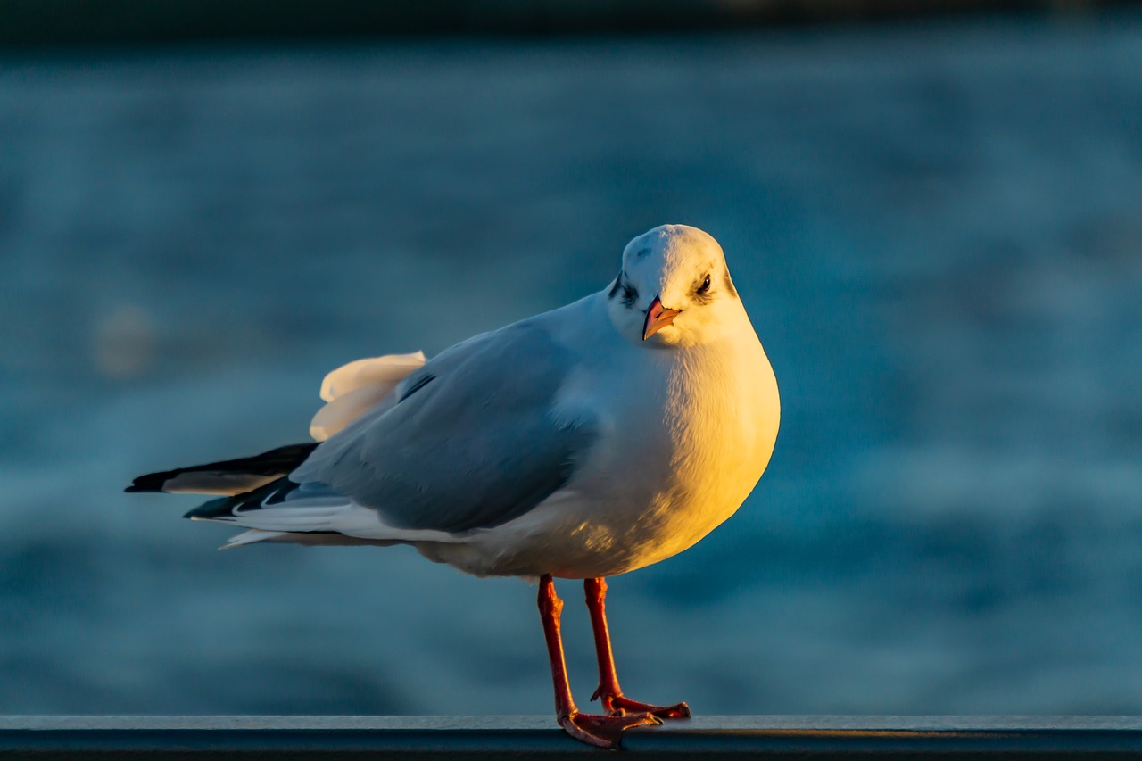 seagull  hamburg  elbe free photo